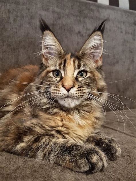 maine coon adopcion|Adoption Information